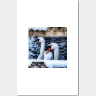 Two swans in the snow Posters and Art